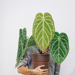 Anthurium Crystallinum – Size Lớn